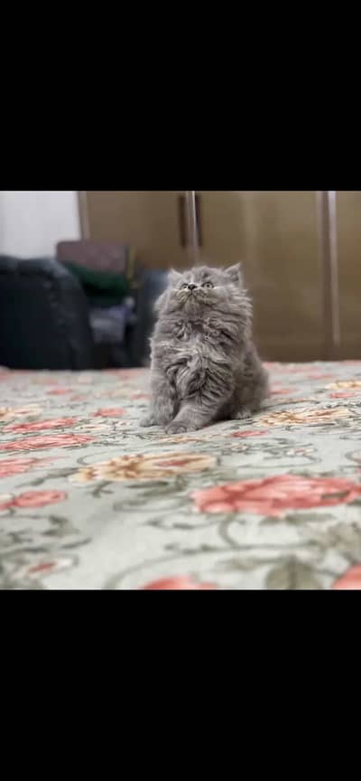 Persian triple coat grey cat