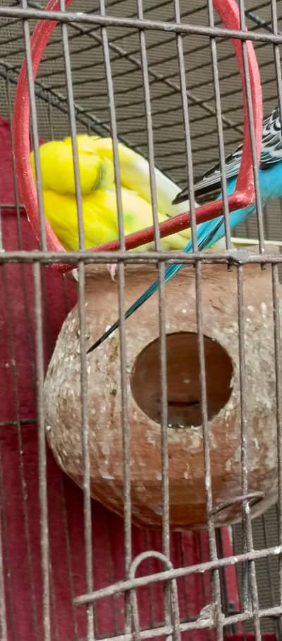 Australian parrots for sale reasonable price