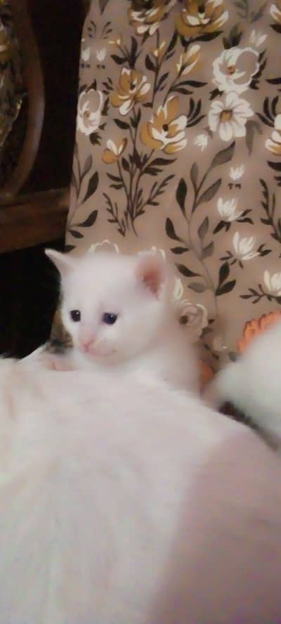 Cate full white color available