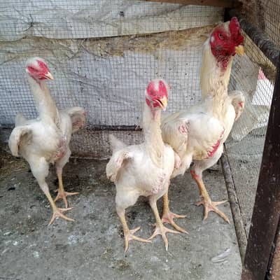 German white shamo trio egg bradar