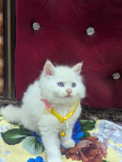 Pure Person High Quality Kitten 