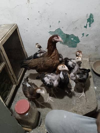 aseel murgi with chicks