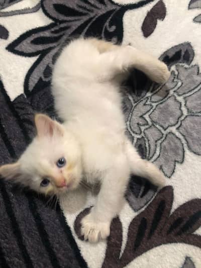 PERSIAN X HIMALIYAN male fore sale kitten.
