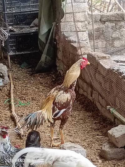 aseel kharii takhtii my parenda ha patha hai