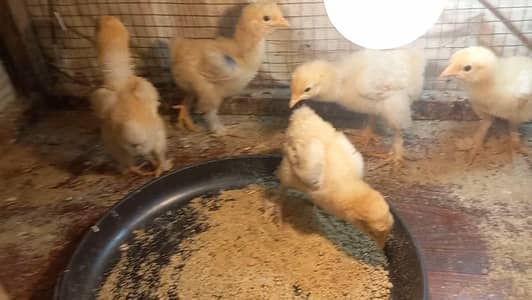 Pakistani Aseel | Golden Buff | Heera | Chicks and eggs 03204143422