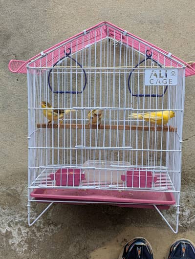 canary birds