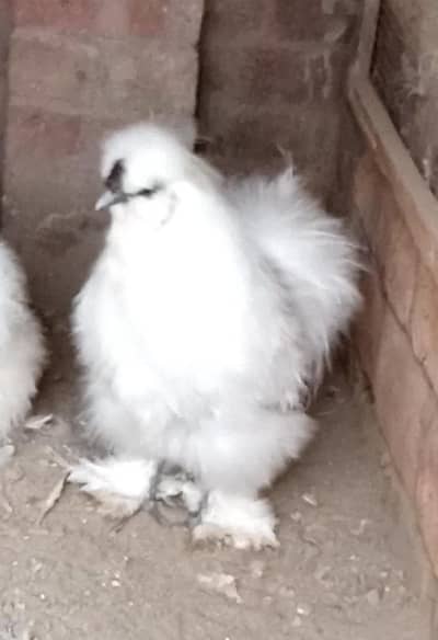 White heavy Cochin Male , Silkie trio Set