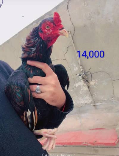 High quallity ka (3)  aseel murga available ha