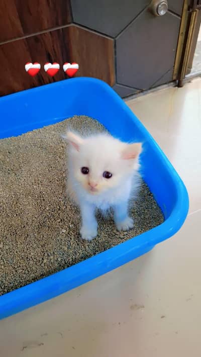 Persian kitten