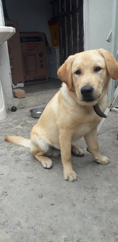 Labrador puppy urgent sale ghar ka hai book bani howi hai
