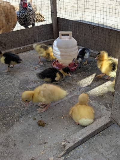 Aseel thai , Shamo cross,Duck healthy breed from home