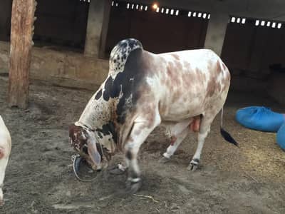 Cattle Farm Goat farm Dairy Farm Farm House