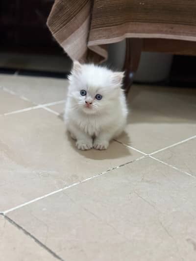 Triple coated Persian  kittens for sale