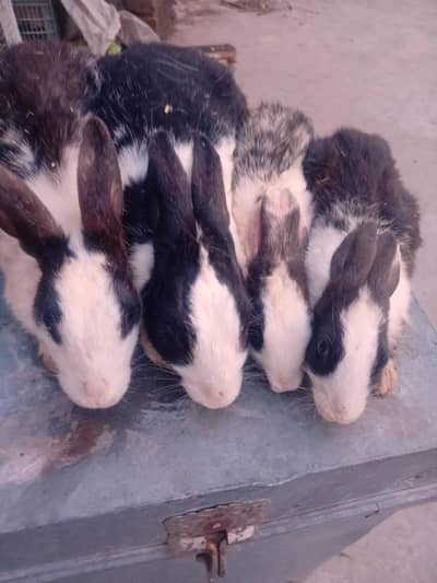 Rabbit Breeders Pair for sale  (03168333128)