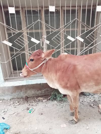 2 dant gehni gol matol