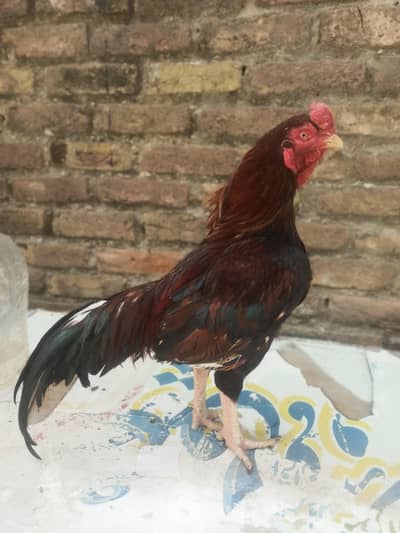 amroha male 03335303785