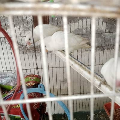 white love birds  pathy one pair
