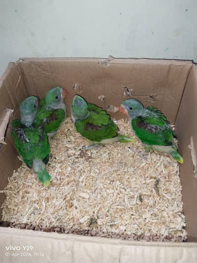 Raw and green ringenck healthy active chicks available