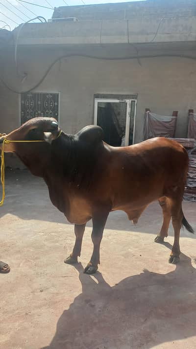 Qurbani Bull for sale