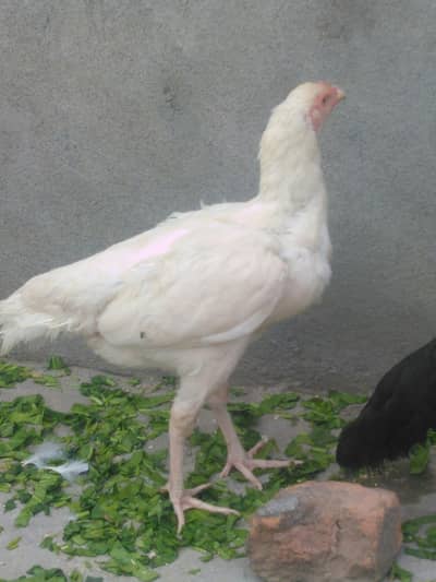herra aseel chicks and golden misri chicks and golden misri hens