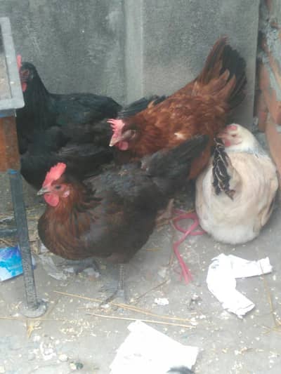 golden misri chicks and golden misri hens herra aseel chicks