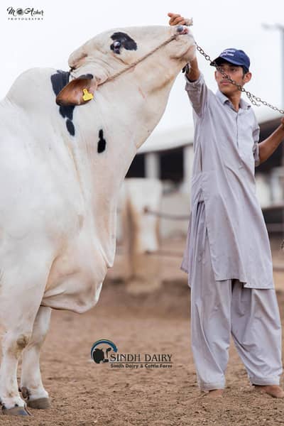 CATTLE FARM DAIRY FARM