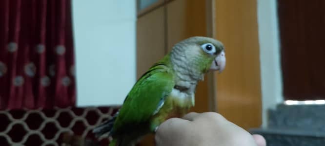 hand tamed pineapple conure parrot
