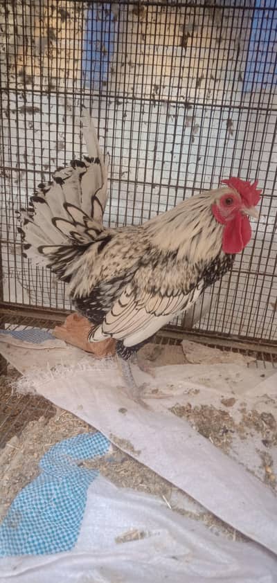 pure silver sebright breed ka 1 male available ha
