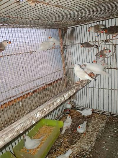 penguin and snow white finch