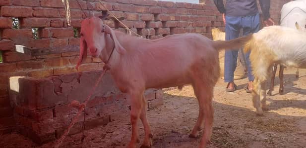 quarbani wala bkra for sale