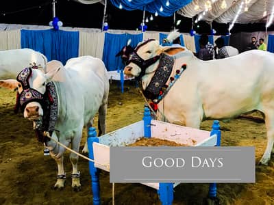 Cattle Farm Plots Farm House Plots Dairy & Goat Farm Plots