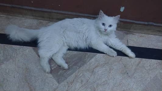 persion kittens triple coated  pair