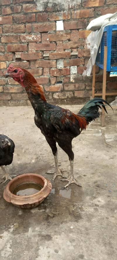 pure dragon black skin imported pair   available 03126612828