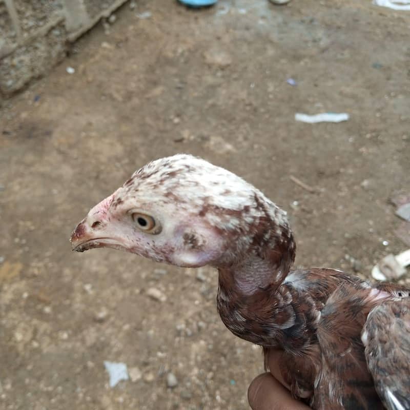 for sell 2