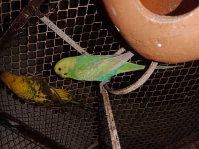 Black wingor rambow pair