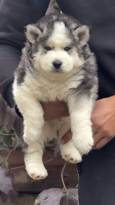 Puppies for Sale 03355550785 WhatsApp