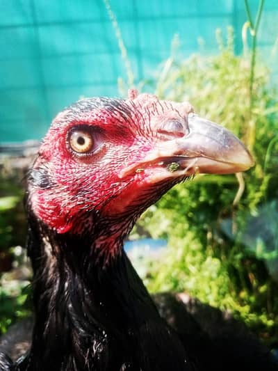 Thai vait aseel hens