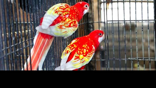 ROZELA  EASTERN  AND RUBINO  ROZELA