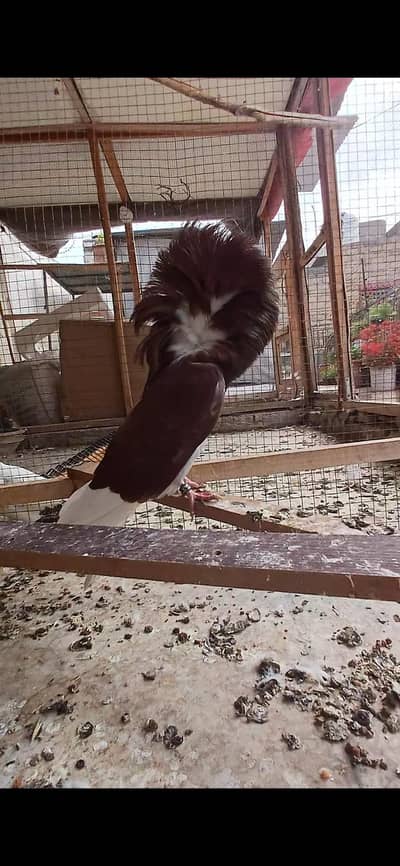 red jacbione breadr male.