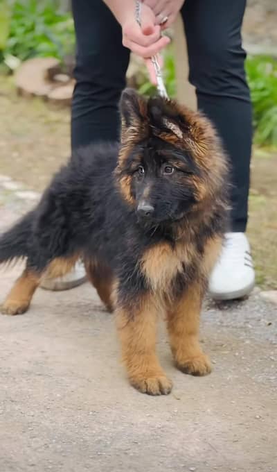 German Shepherd