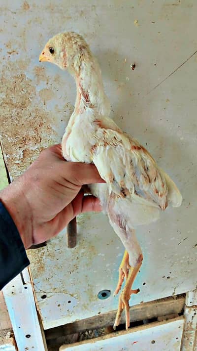 aseel murga and chicks