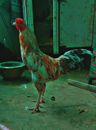 aseel murga and chicks