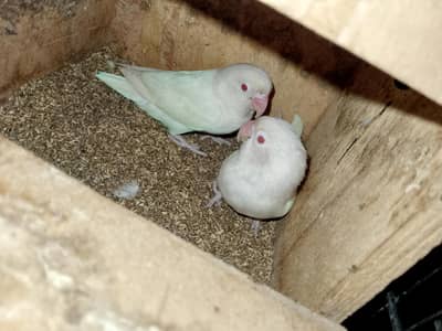 albino red eyes pair  is good condition and no fold and female hand ha