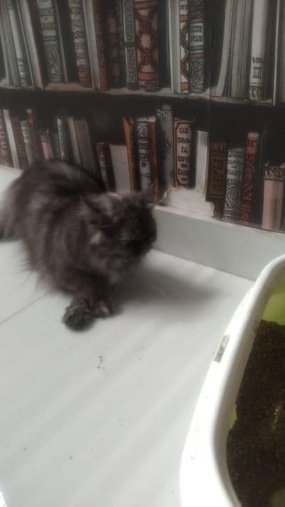 All vaccination Complete