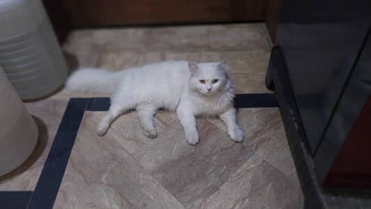 persions cats triple coated pair male and female
