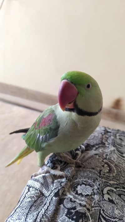 pahari male age 2.5 years