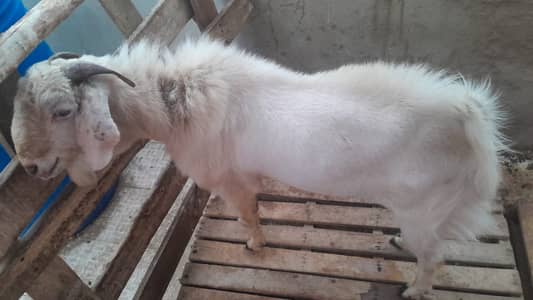 GOAT FOR SALE