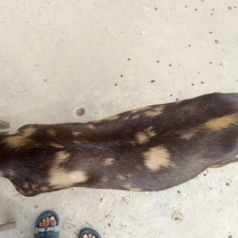 punch khassi backro 0