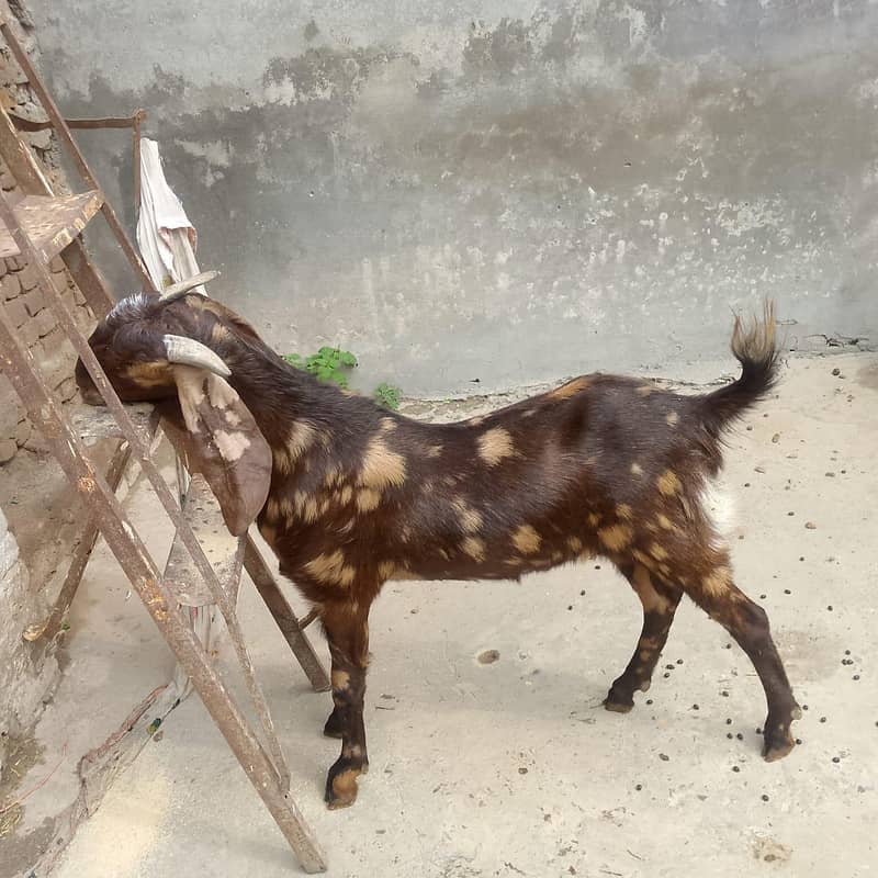 punch khassi backro 3