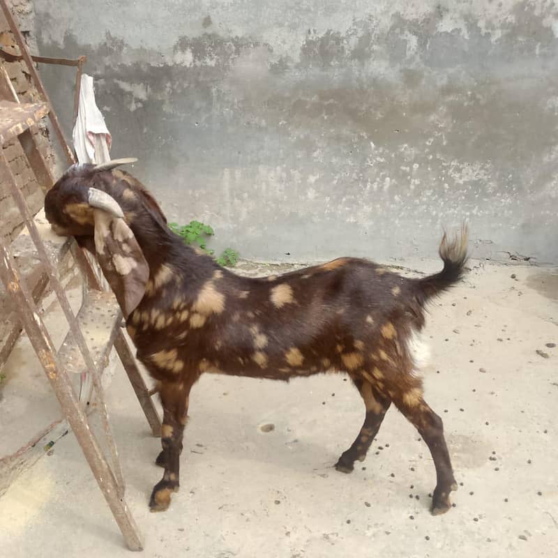 punch khassi backro 5